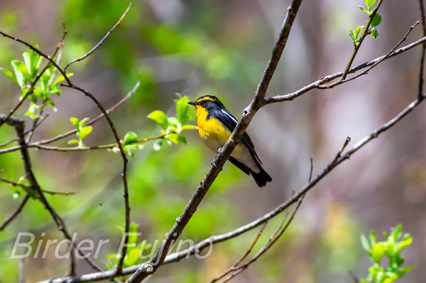 野鳥写真・キビタキの写真