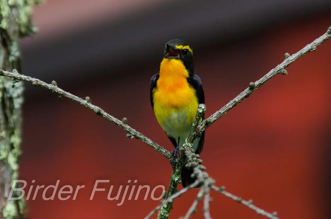 野鳥写真・キビタキの写真