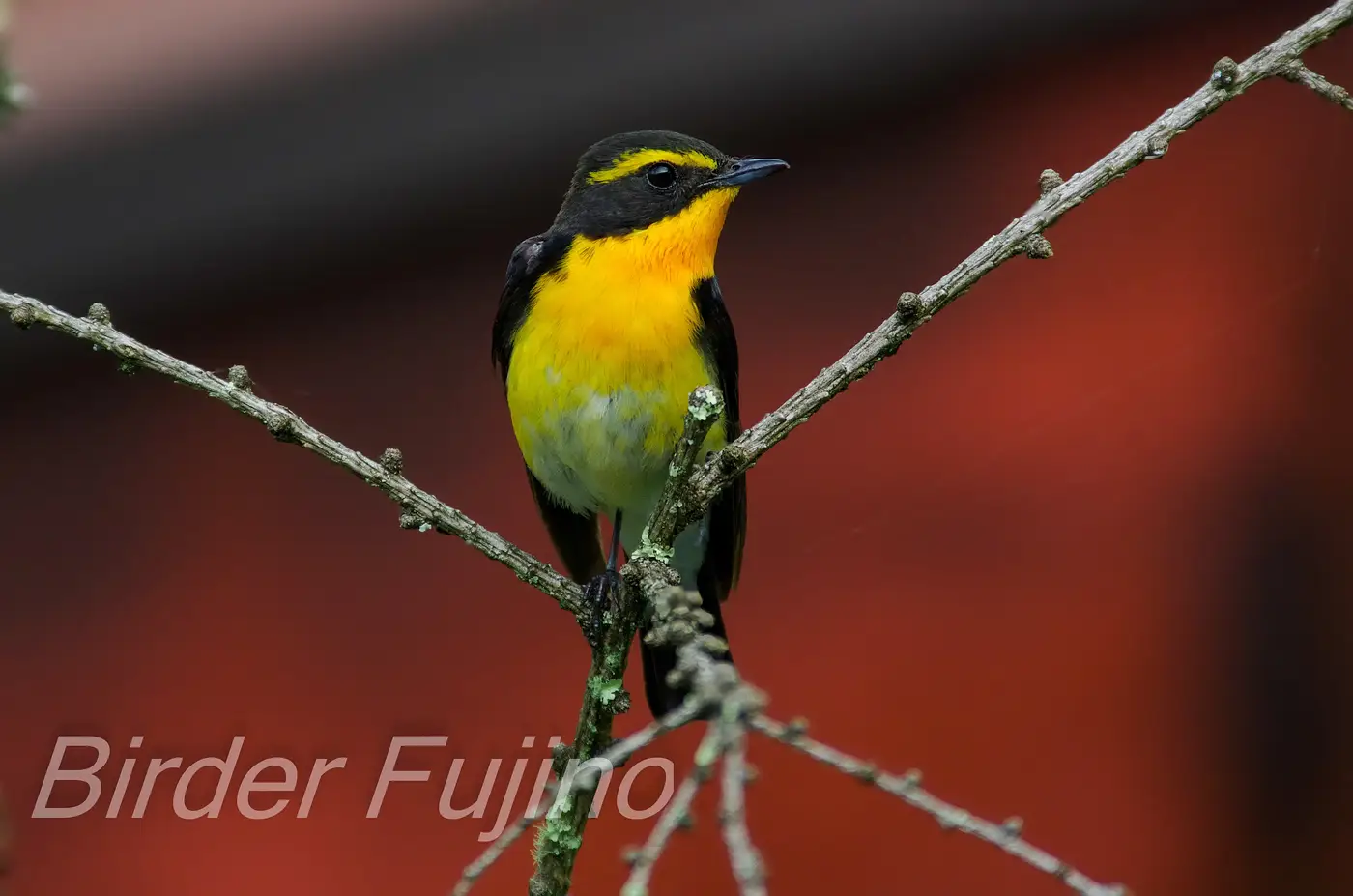 野鳥写真・キビタキの写真