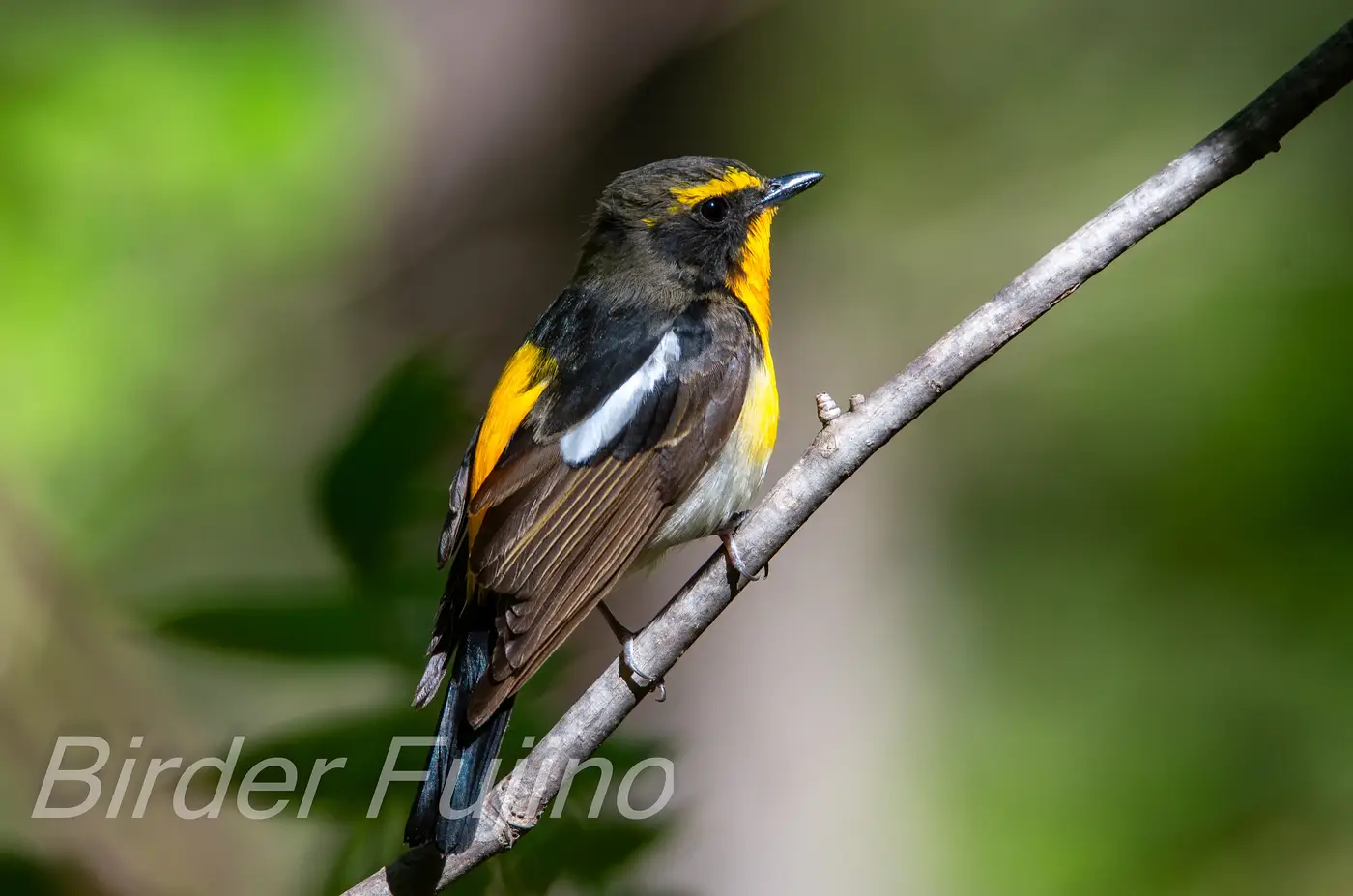 野鳥写真・キビタキの写真