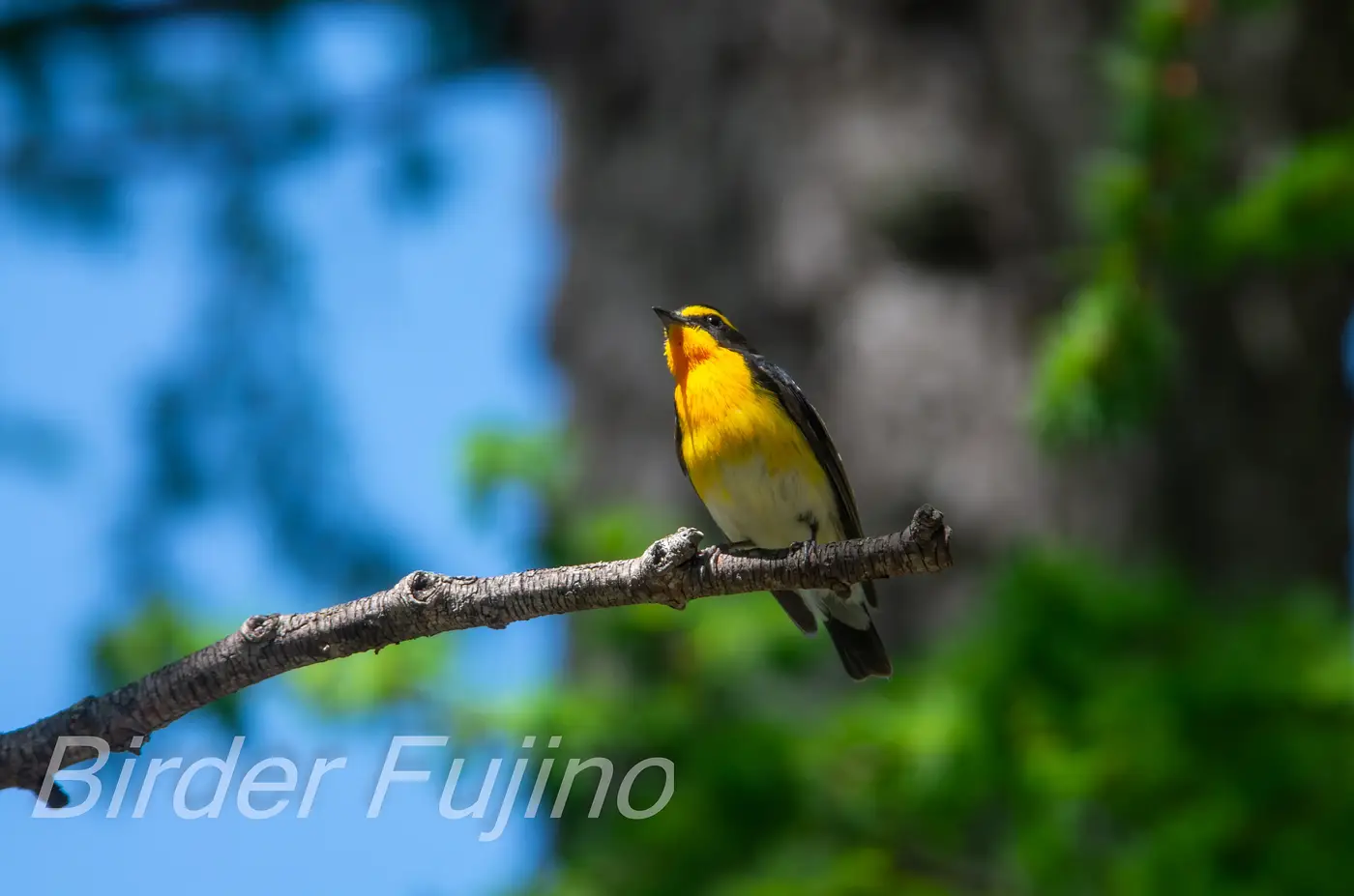 野鳥写真・キビタキの写真