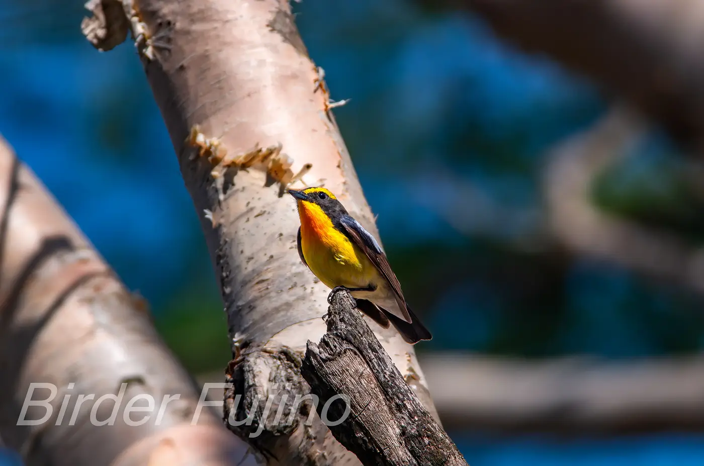 野鳥写真・キビタキの写真