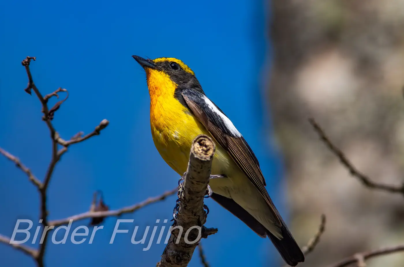 野鳥写真・キビタキの写真