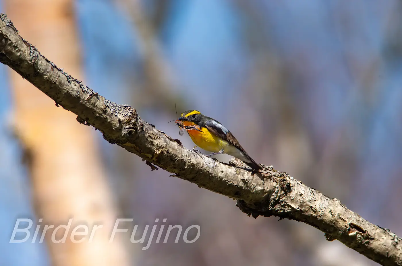 野鳥写真・キビタキの写真