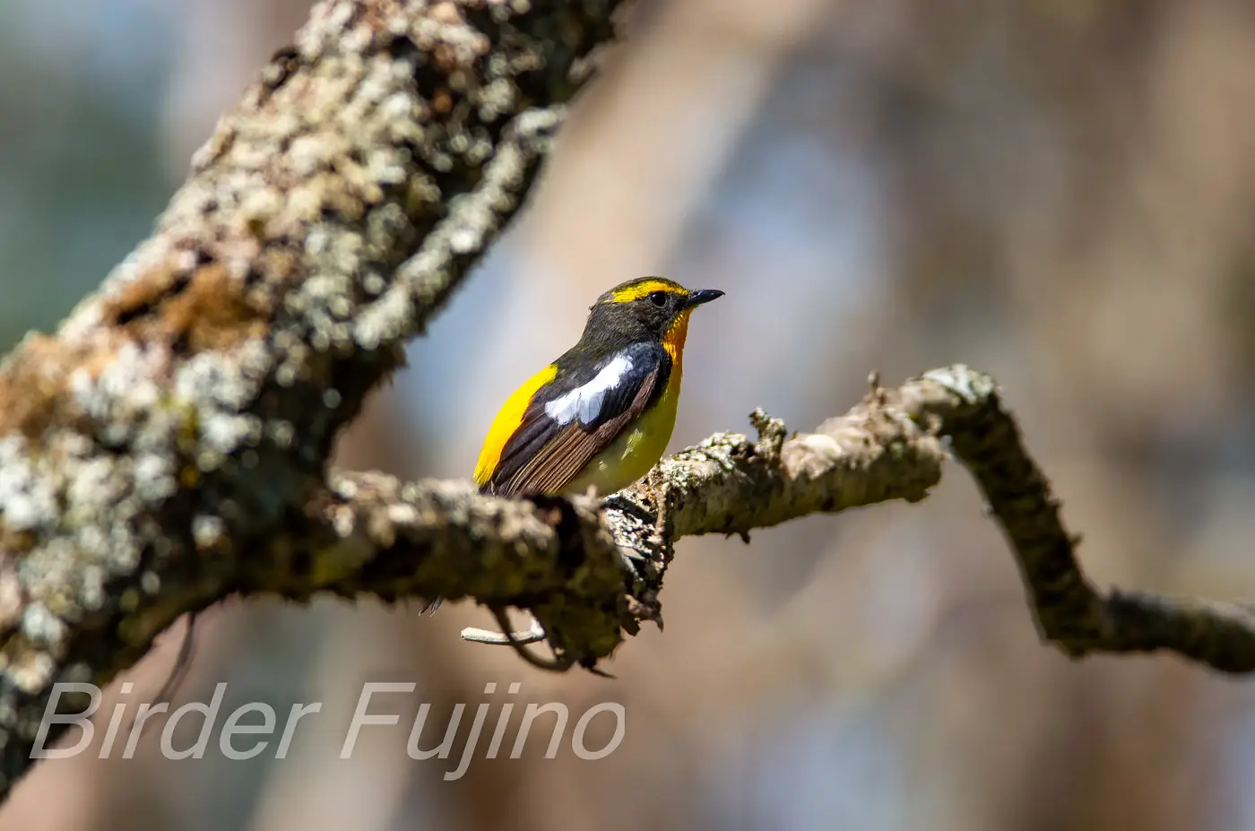 野鳥写真・キビタキの写真