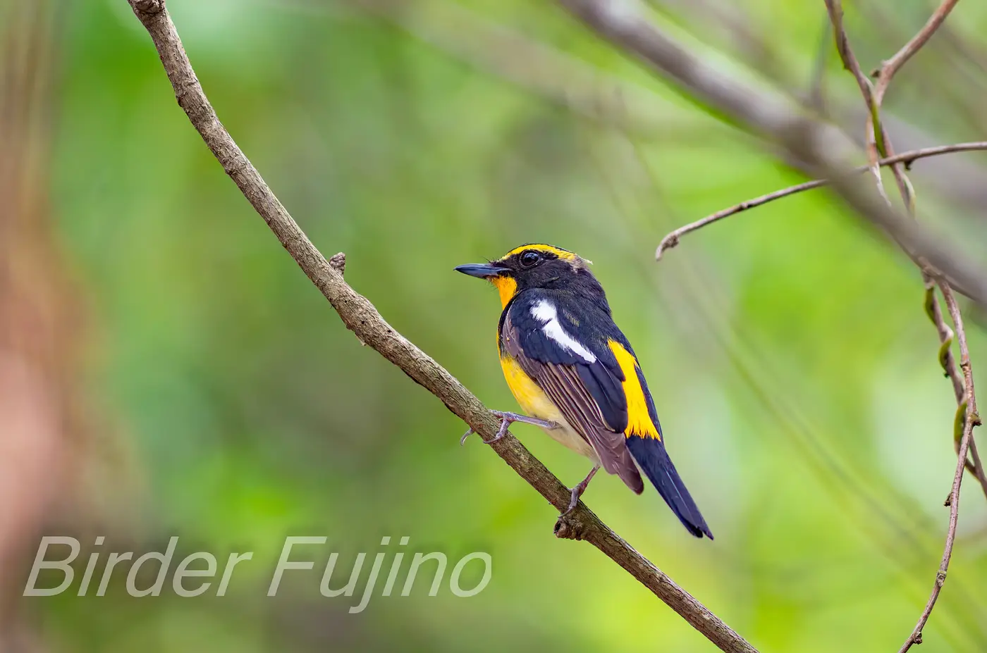 野鳥写真・キビタキの写真