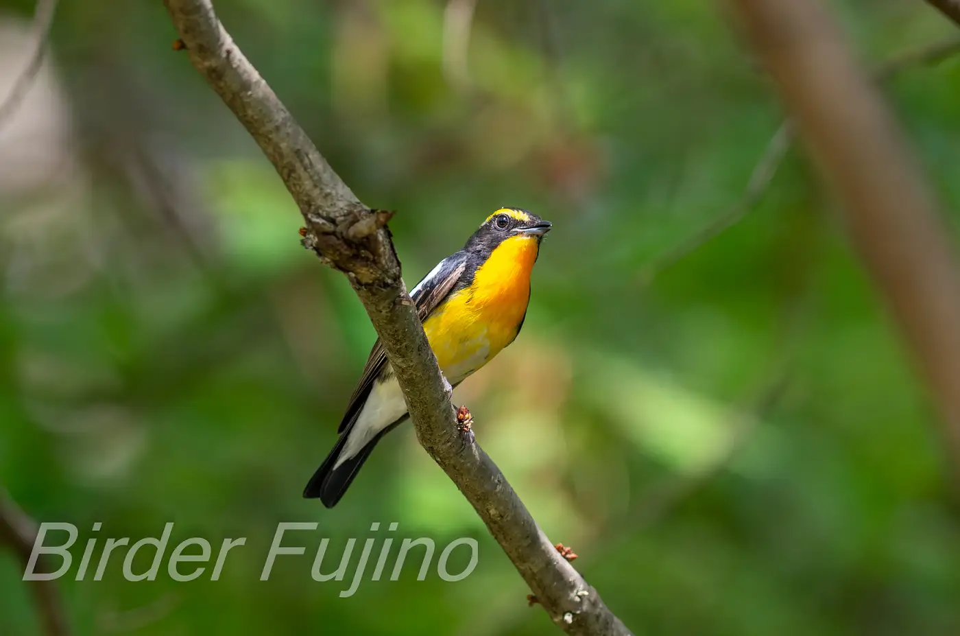 野鳥写真・キビタキの写真