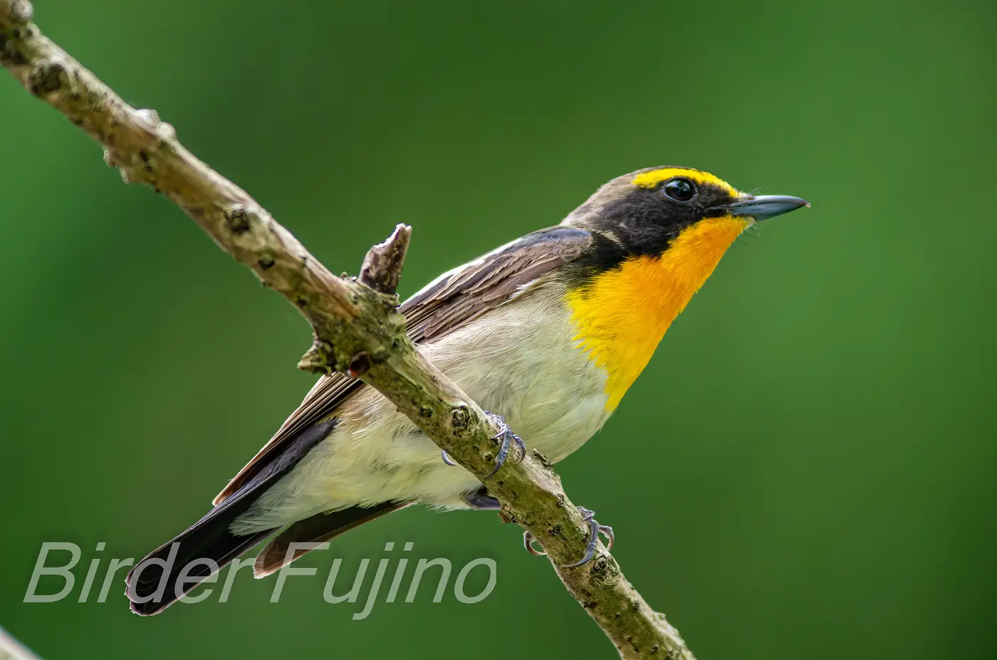 野鳥写真・キビタキの写真