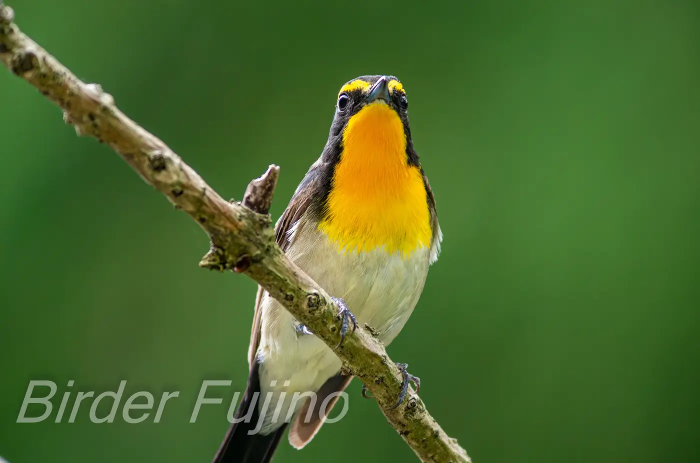 野鳥写真・キビタキの写真