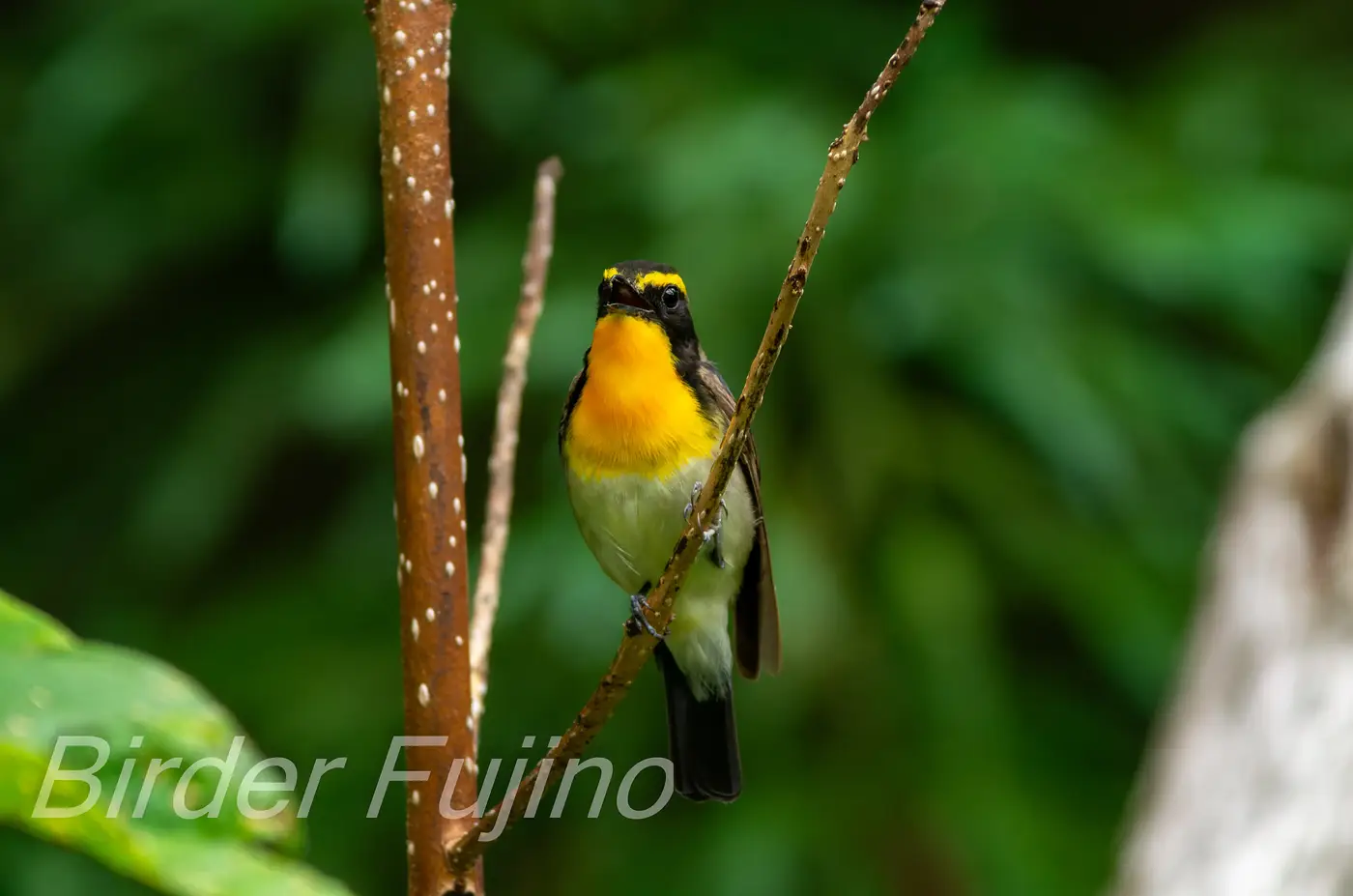 野鳥写真・キビタキの写真