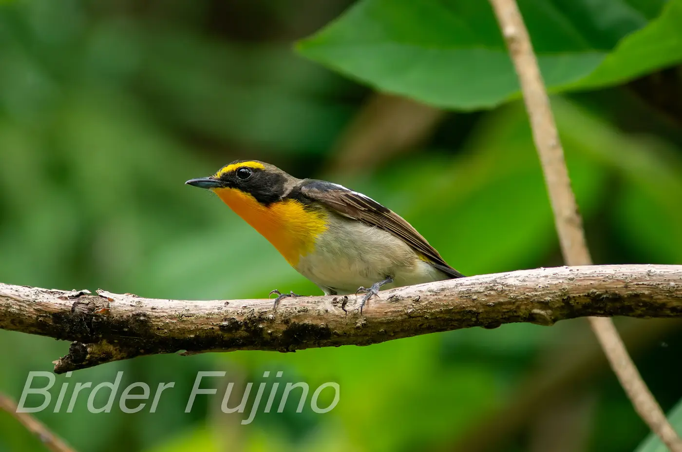 野鳥写真・キビタキの写真