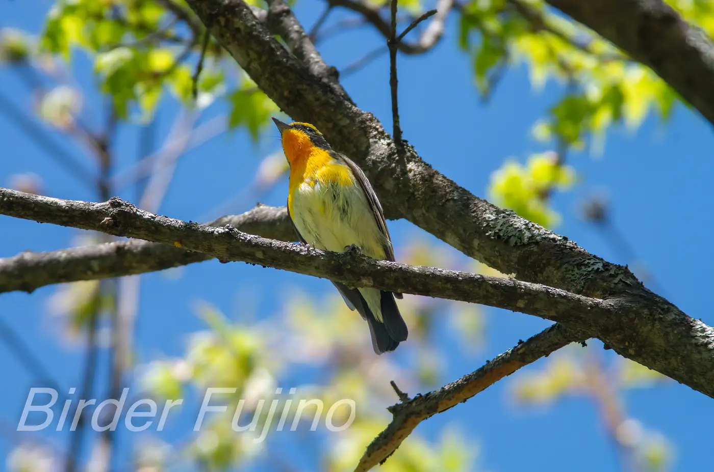 野鳥写真・キビタキの写真