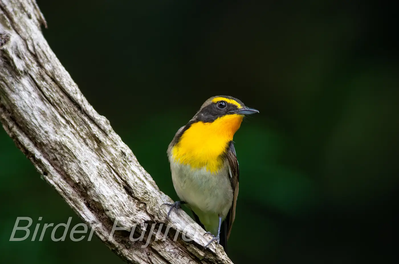 野鳥写真・キビタキの写真