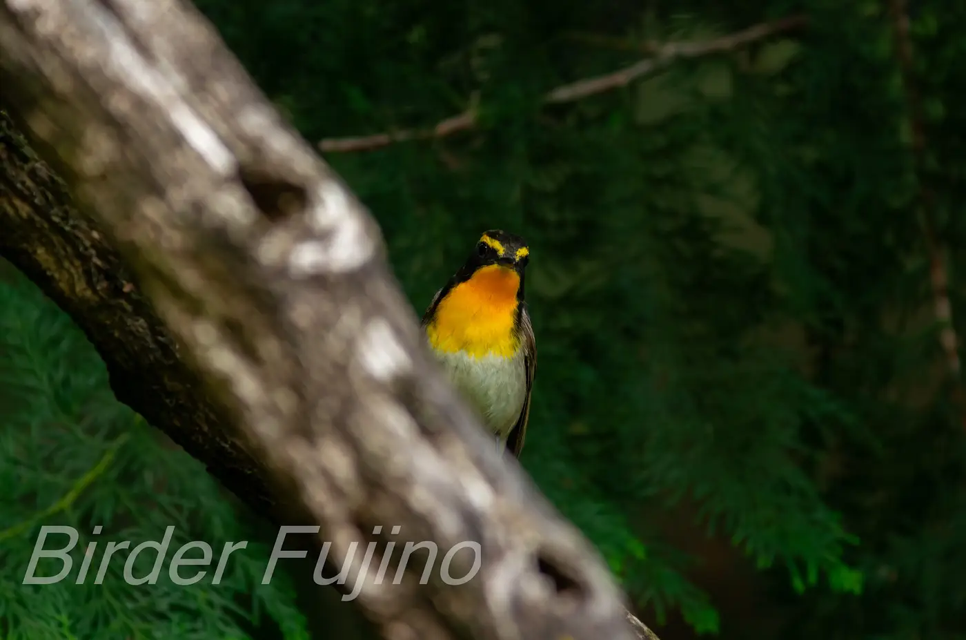 野鳥写真・キビタキの写真