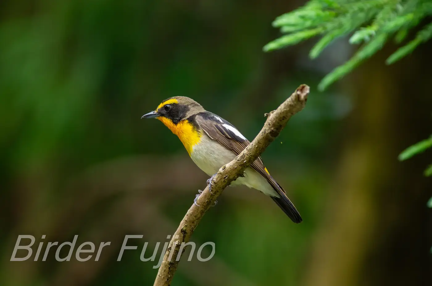 野鳥写真・キビタキの写真