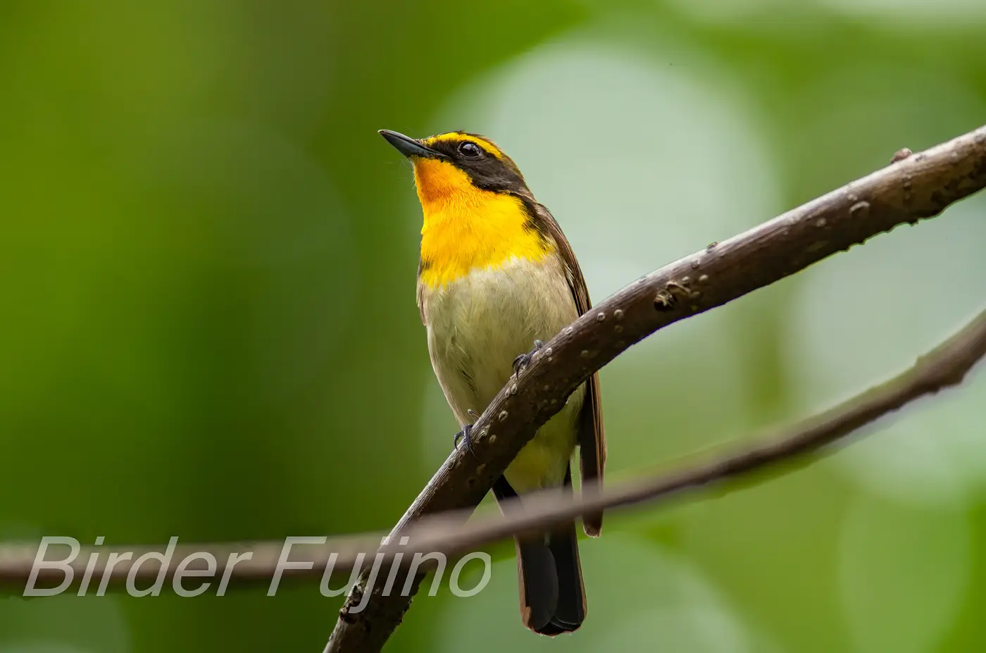 野鳥写真・キビタキの写真