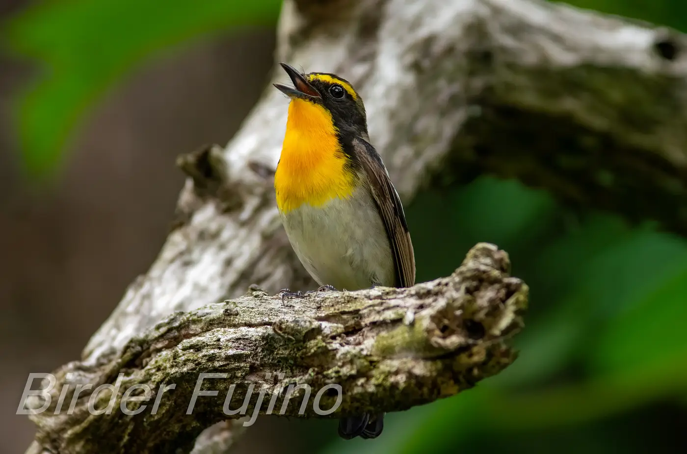 野鳥写真・キビタキの写真
