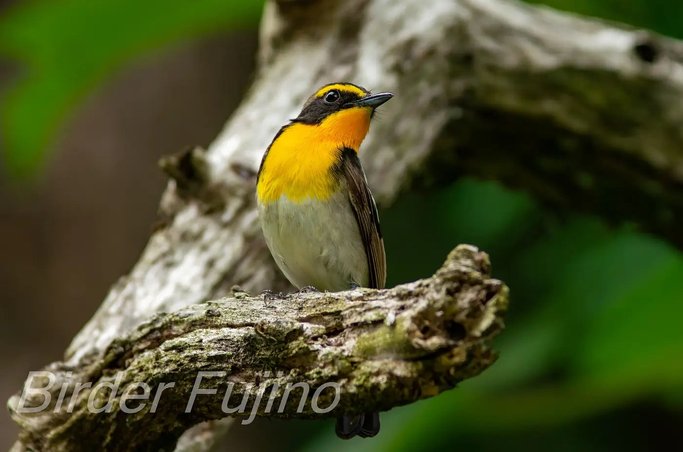 野鳥写真・キビタキの写真