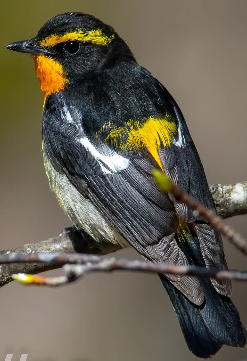 野鳥写真・キビタキの写真