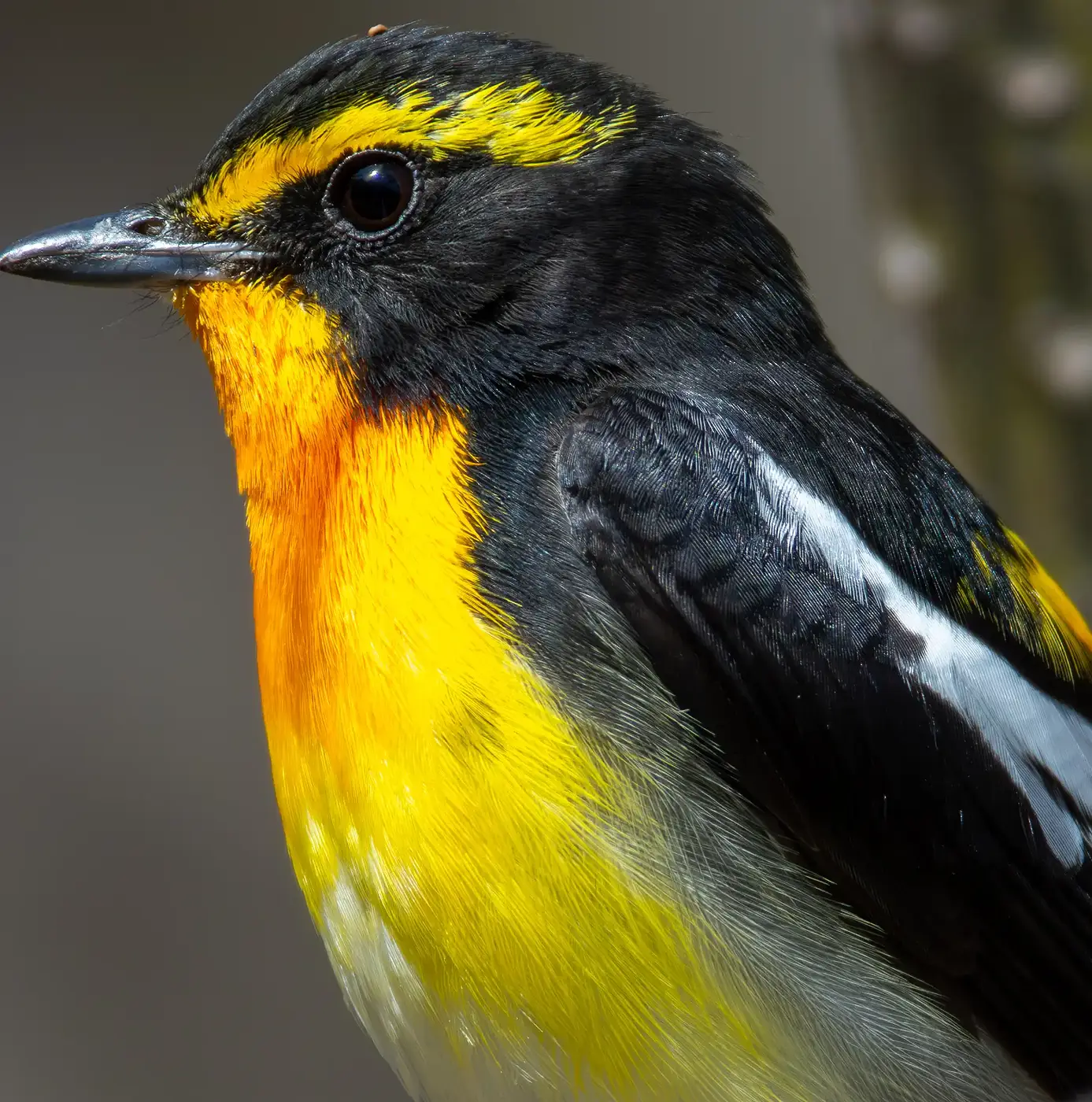 野鳥写真・キビタキの写真