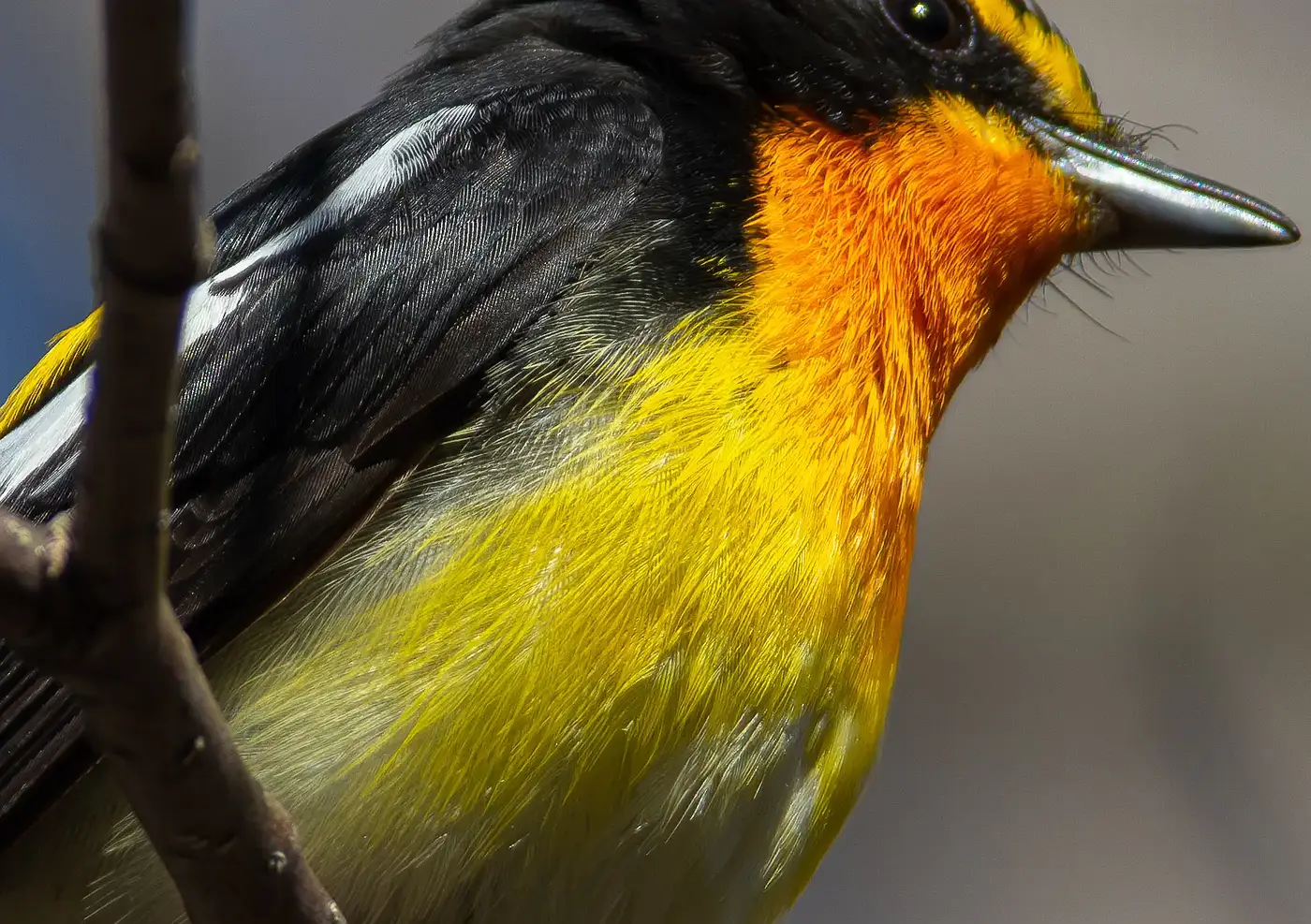 野鳥写真・キビタキの写真