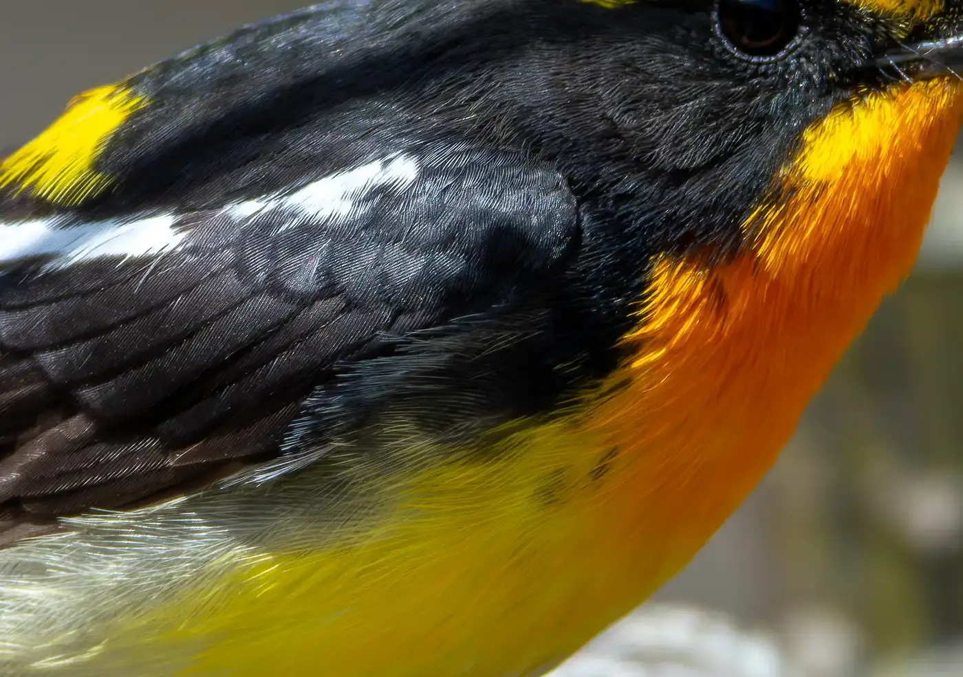 野鳥写真・キビタキの写真