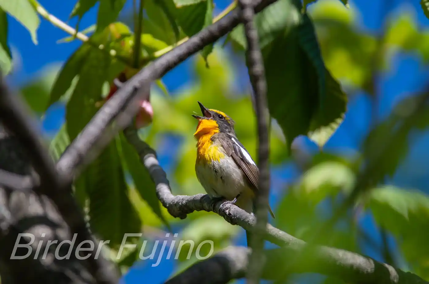 野鳥写真・キビタキの写真