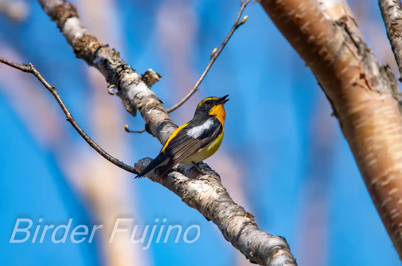 野鳥写真・キビタキの写真