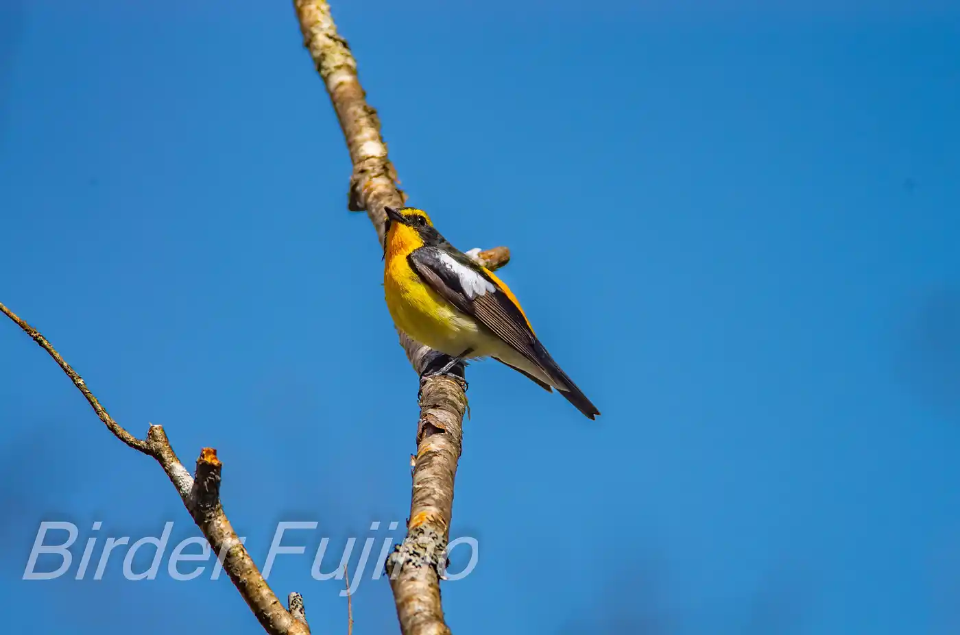 野鳥写真・キビタキの写真