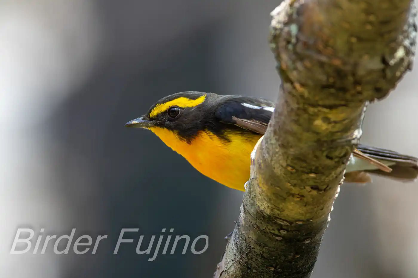 野鳥写真・キビタキの写真