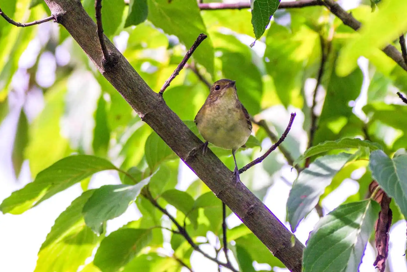 野鳥写真・キビタキの写真