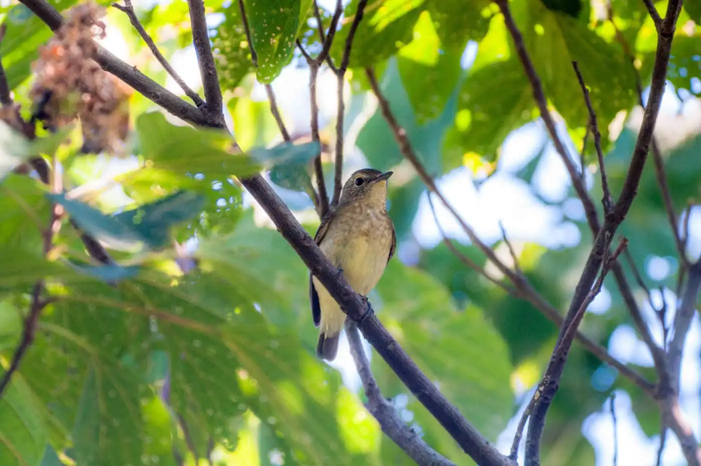 野鳥写真・キビタキの写真