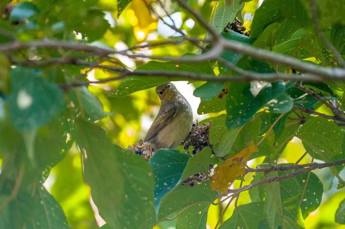 野鳥写真・キビタキの写真