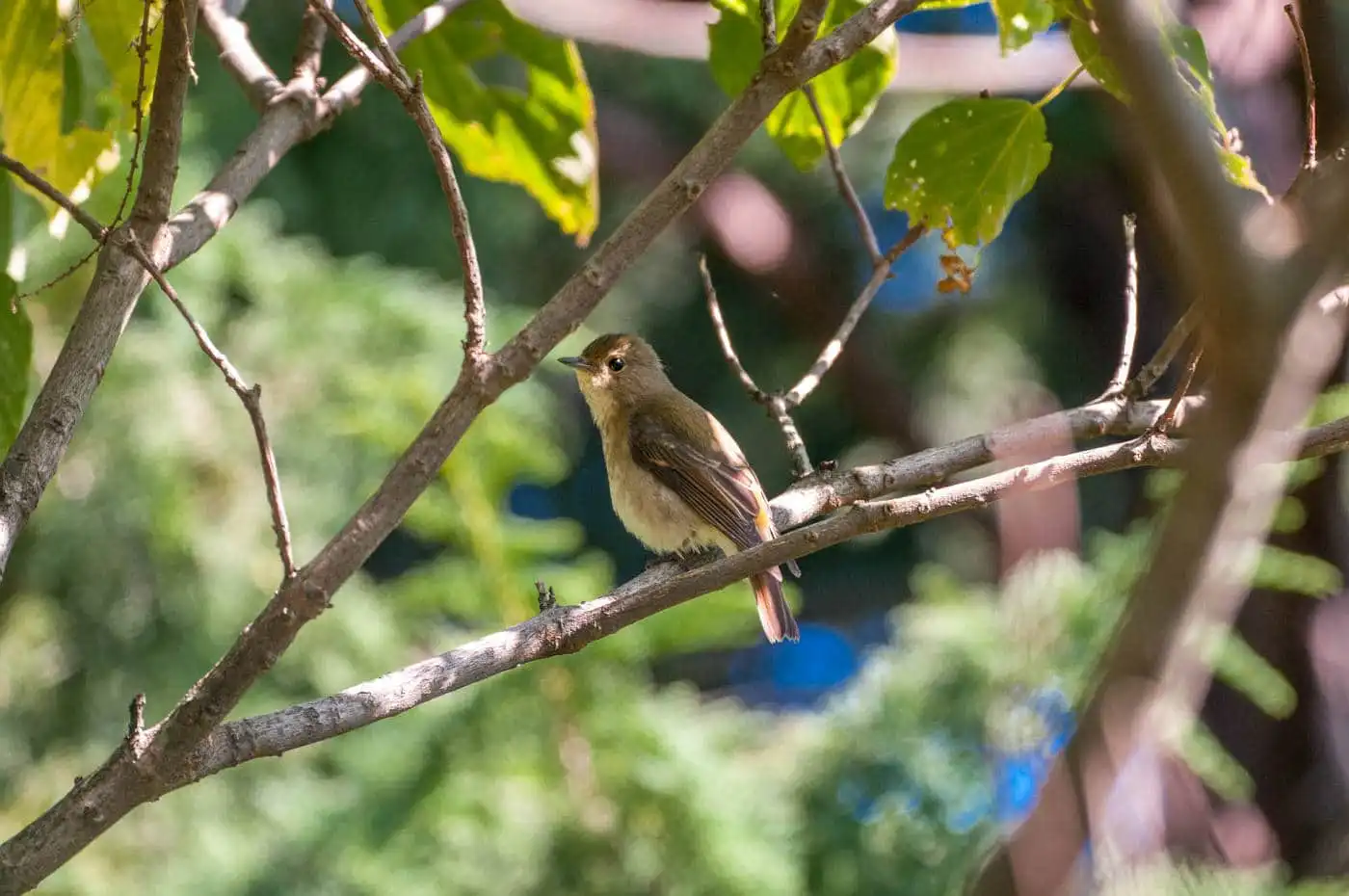 野鳥写真・キビタキの写真