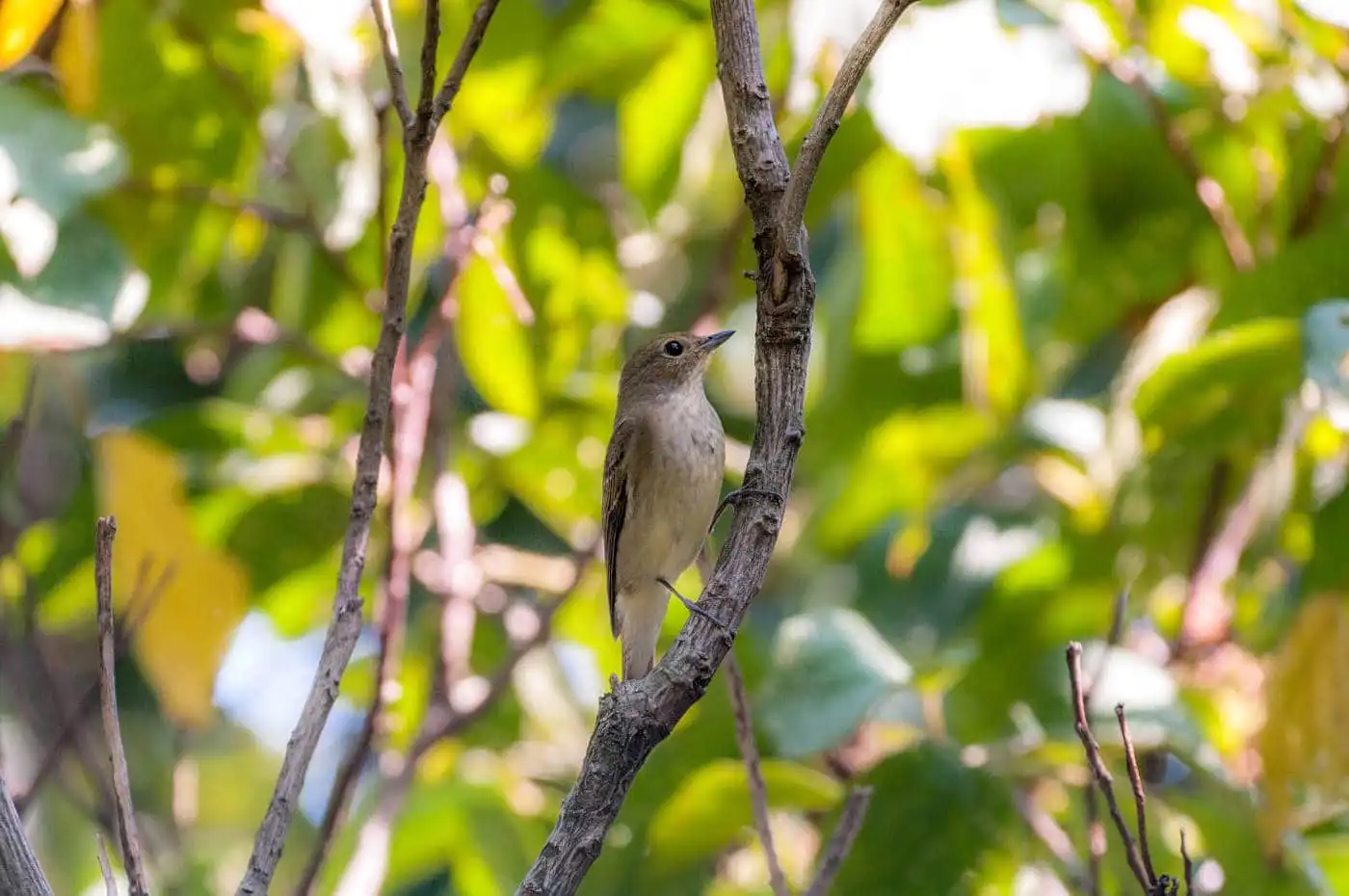野鳥写真・キビタキの写真
