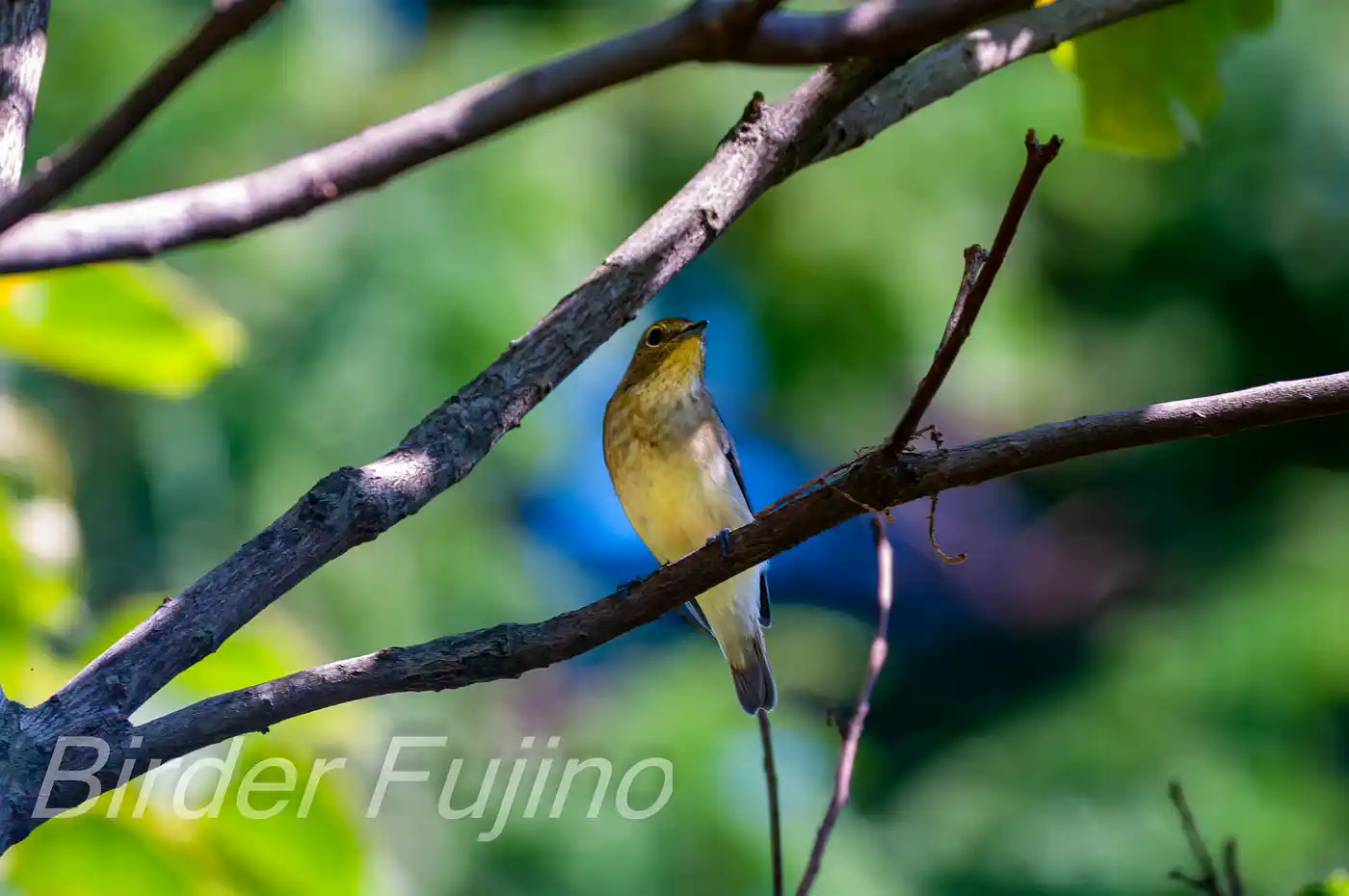 野鳥写真・キビタキの写真