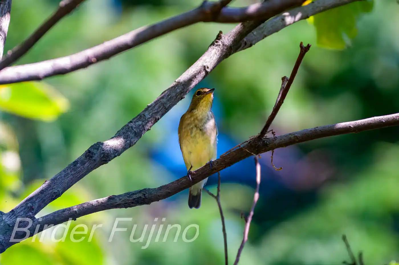 野鳥写真・キビタキの写真
