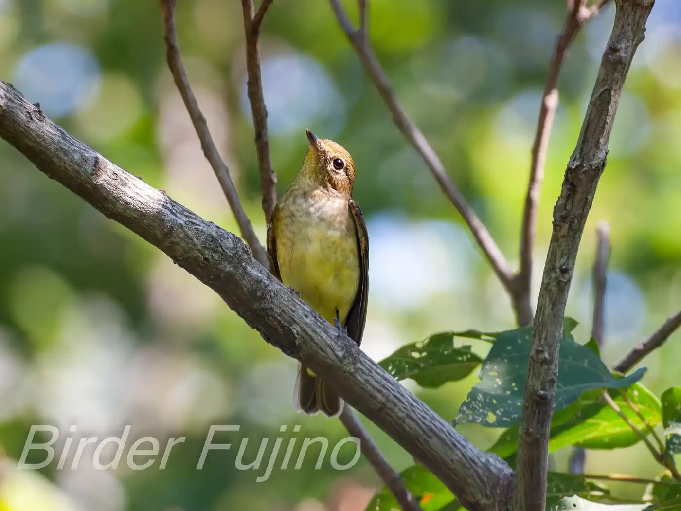 野鳥写真・キビタキの写真