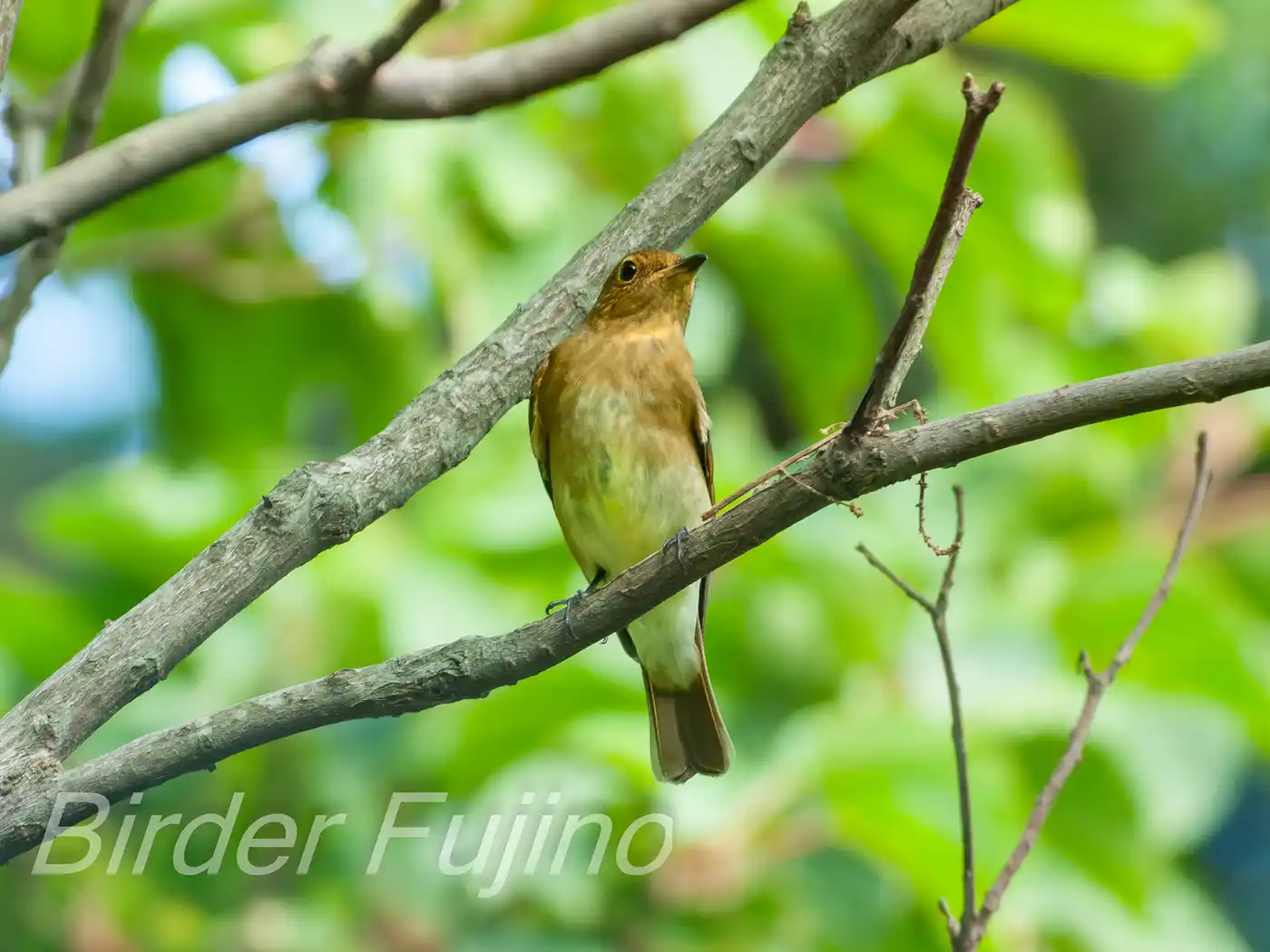 野鳥写真・キビタキの写真