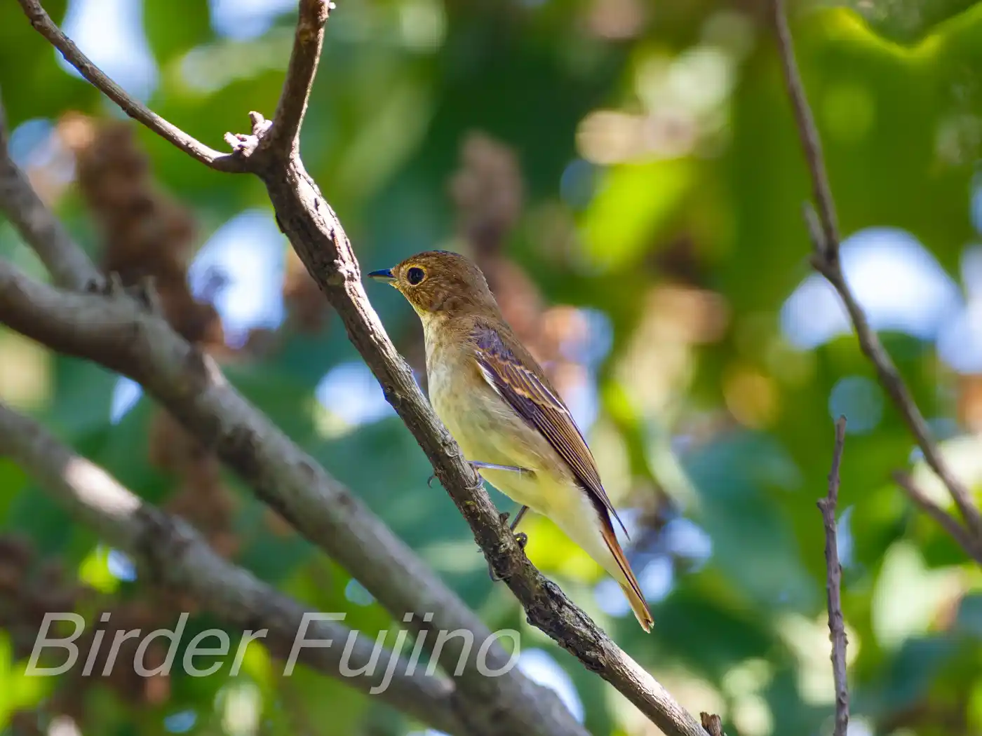 野鳥写真・キビタキの写真