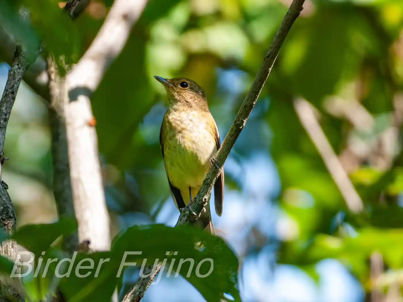 野鳥写真・キビタキの写真