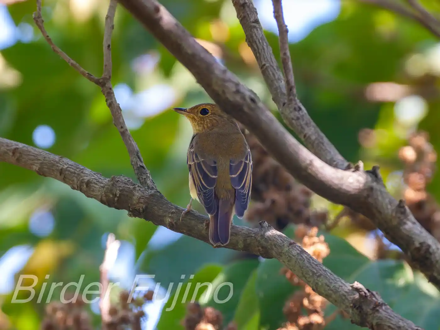野鳥写真・キビタキの写真