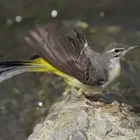野鳥写真・キセキレイ