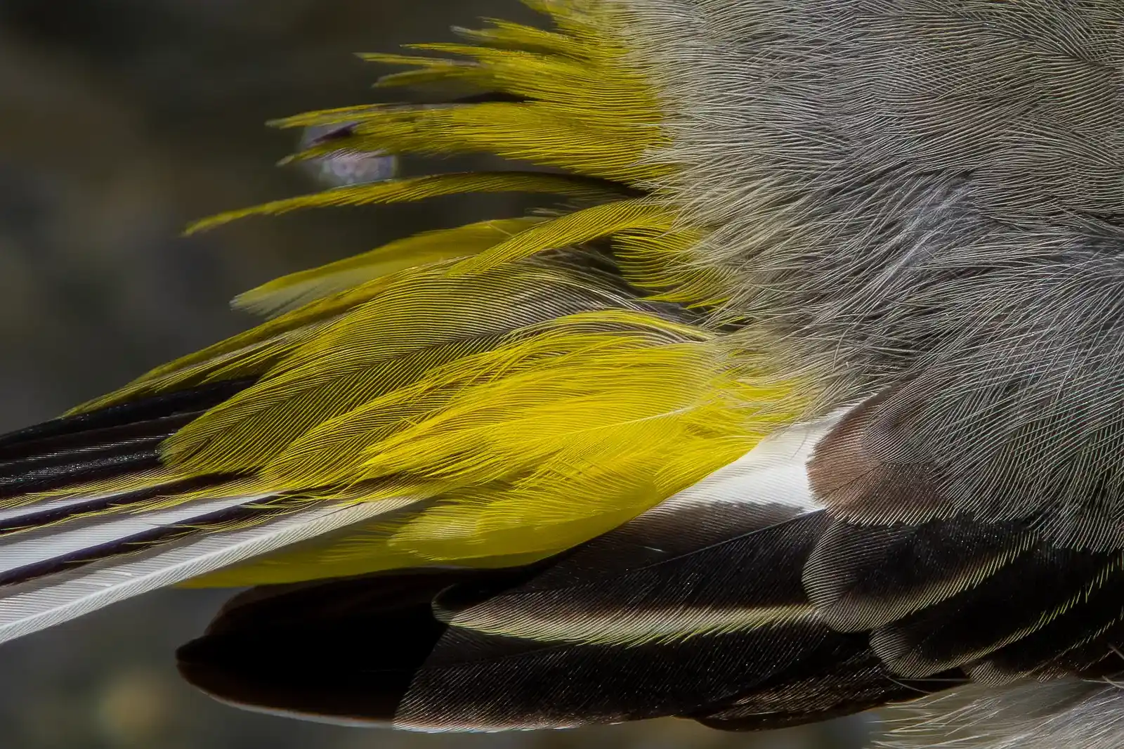 野鳥・キセキレイの写真画像