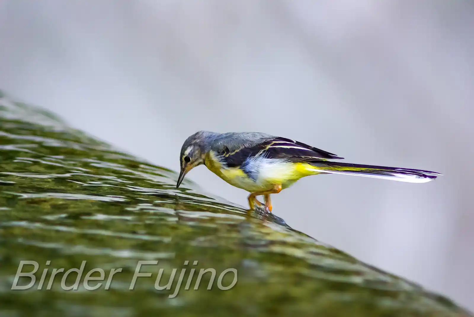 野鳥・キセキレイの写真画像