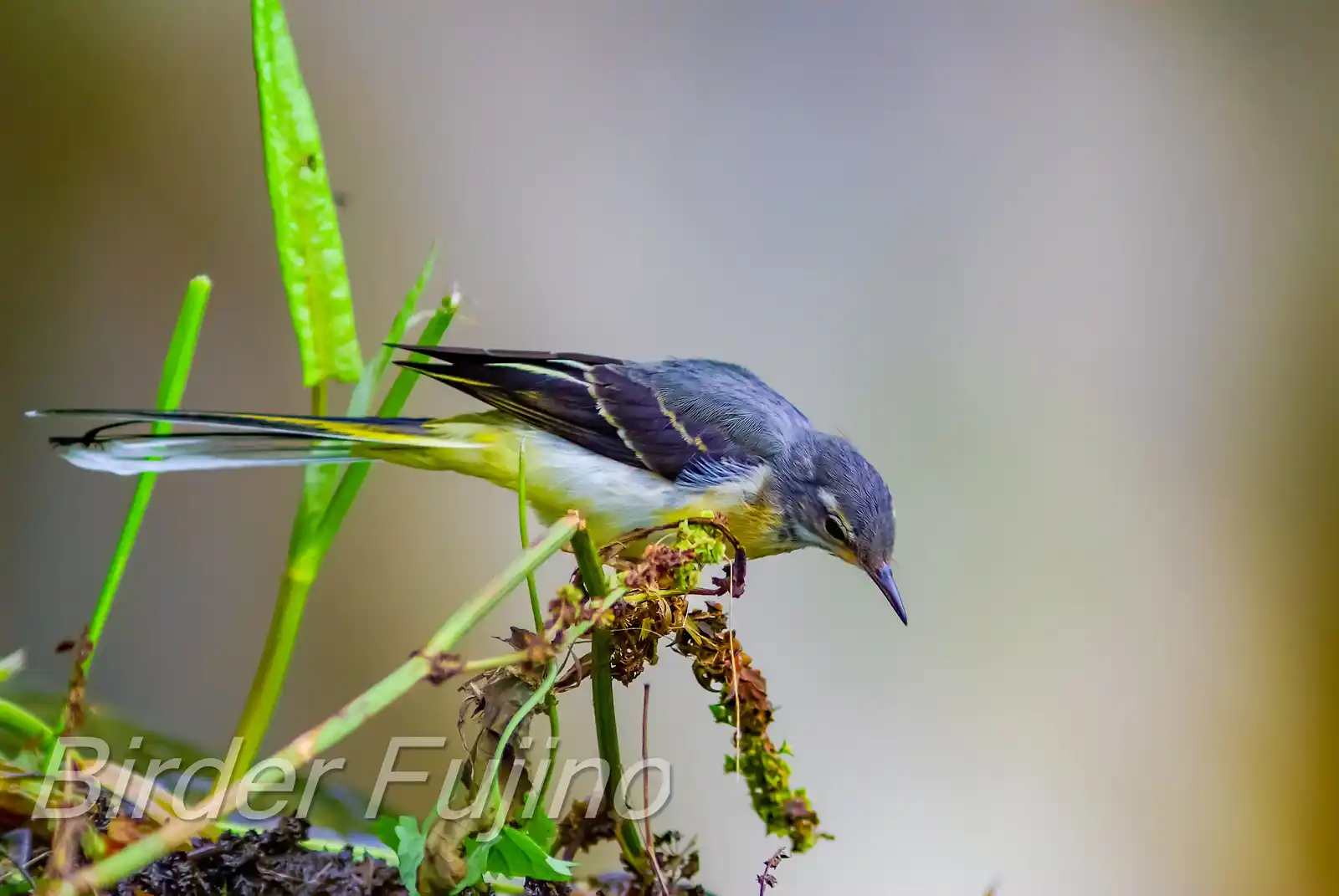 野鳥・キセキレイの写真画像