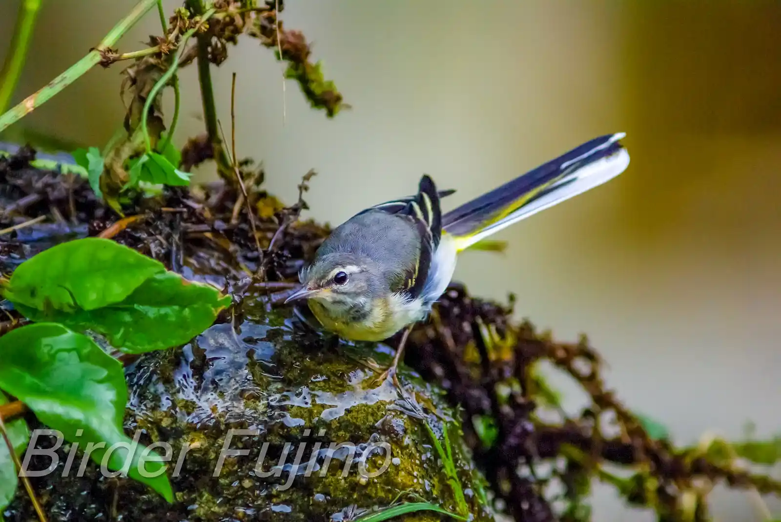 野鳥・キセキレイの写真画像