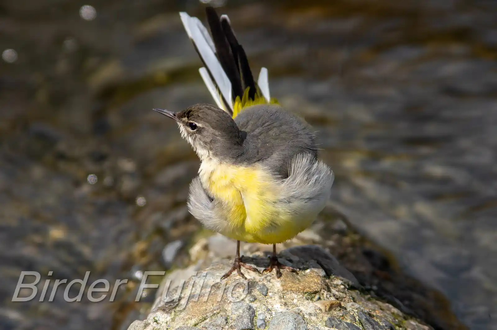 野鳥・高解像キセキレイの写真画像
