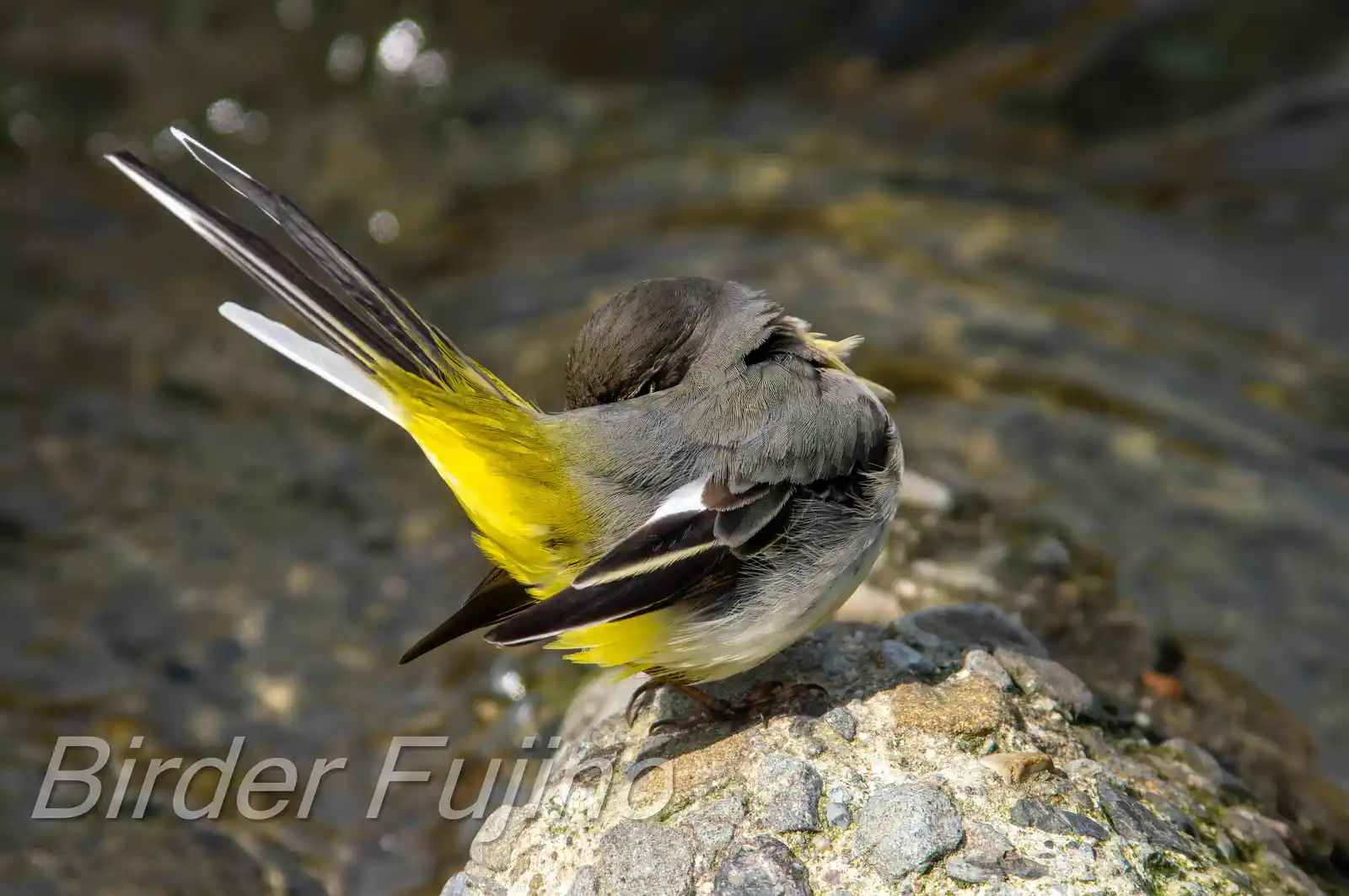 野鳥・高解像キセキレイの写真画像