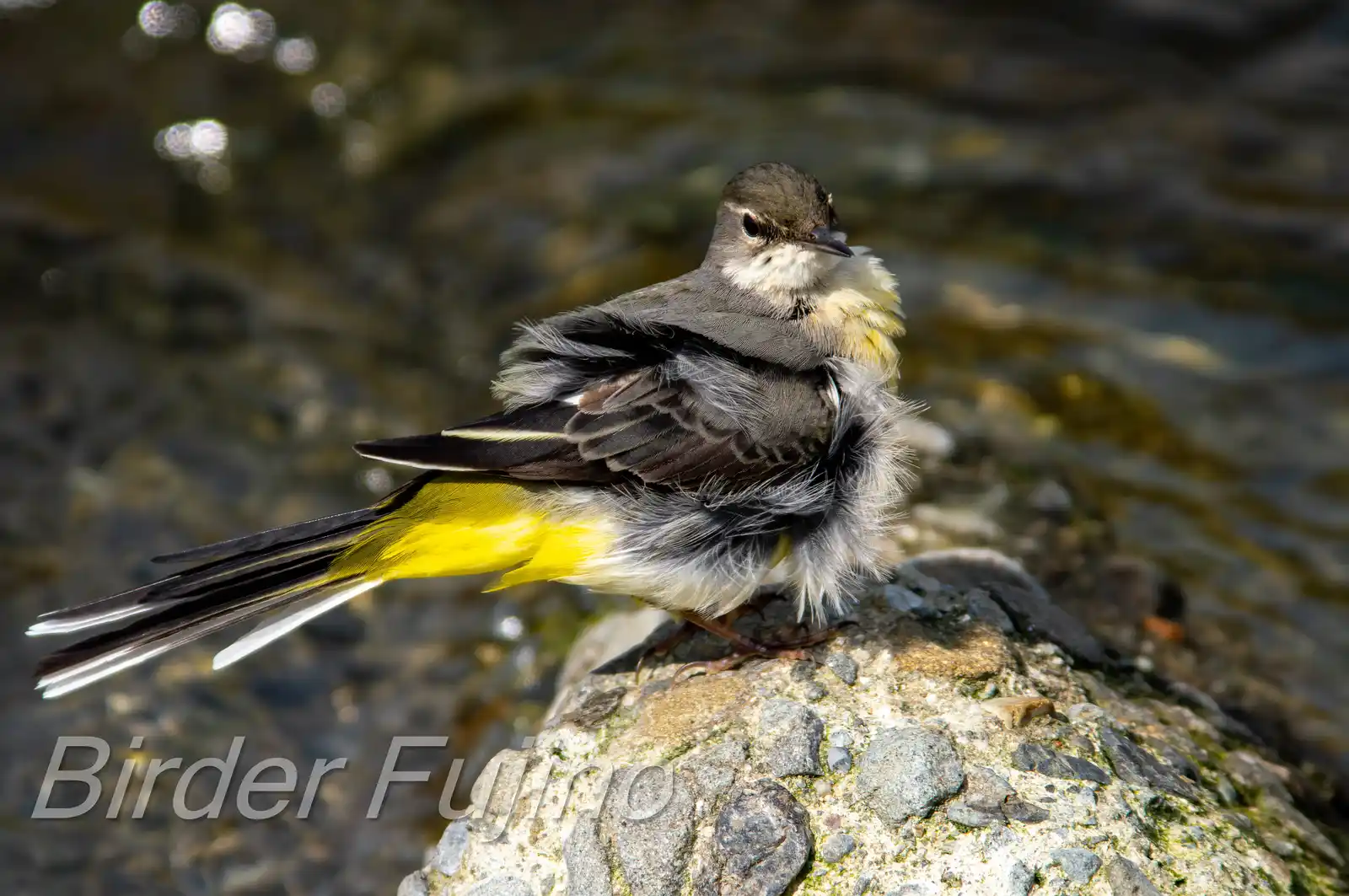 野鳥・高解像キセキレイの写真画像